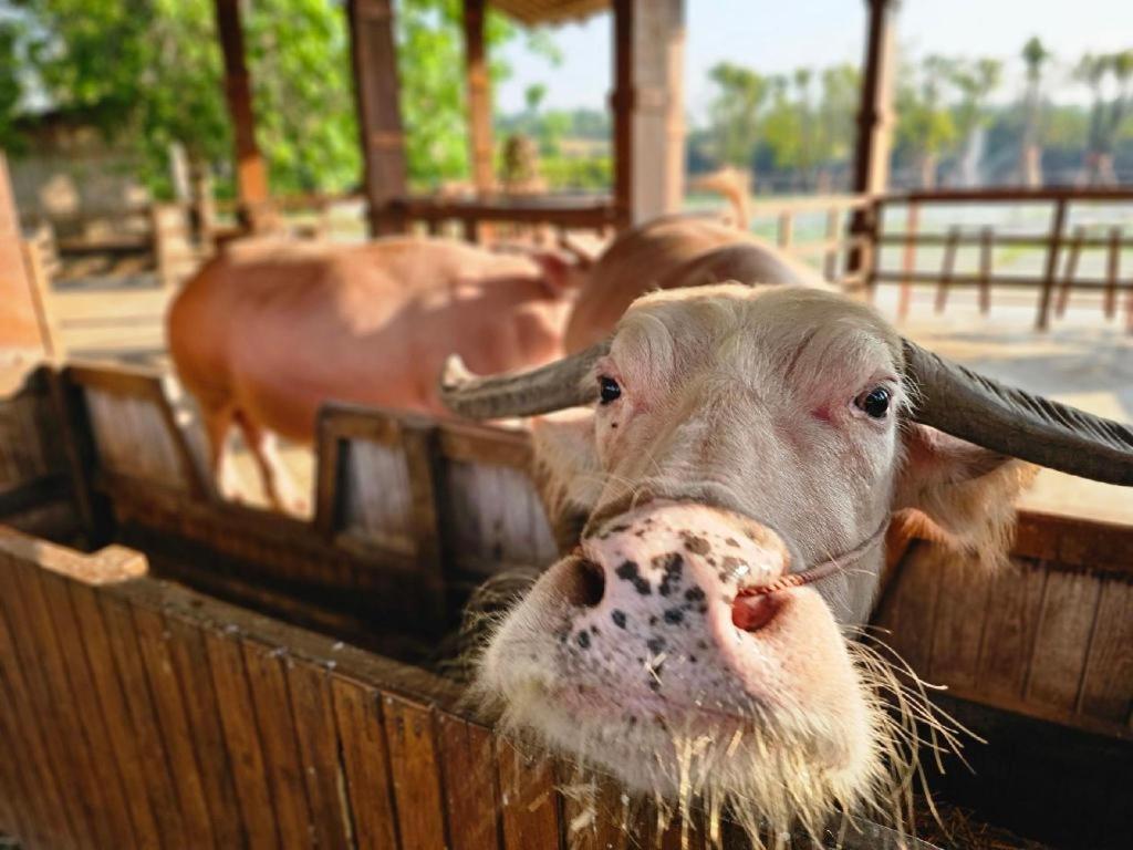 The Buffalo Amphawa Samut Songkhram Eksteriør bilde