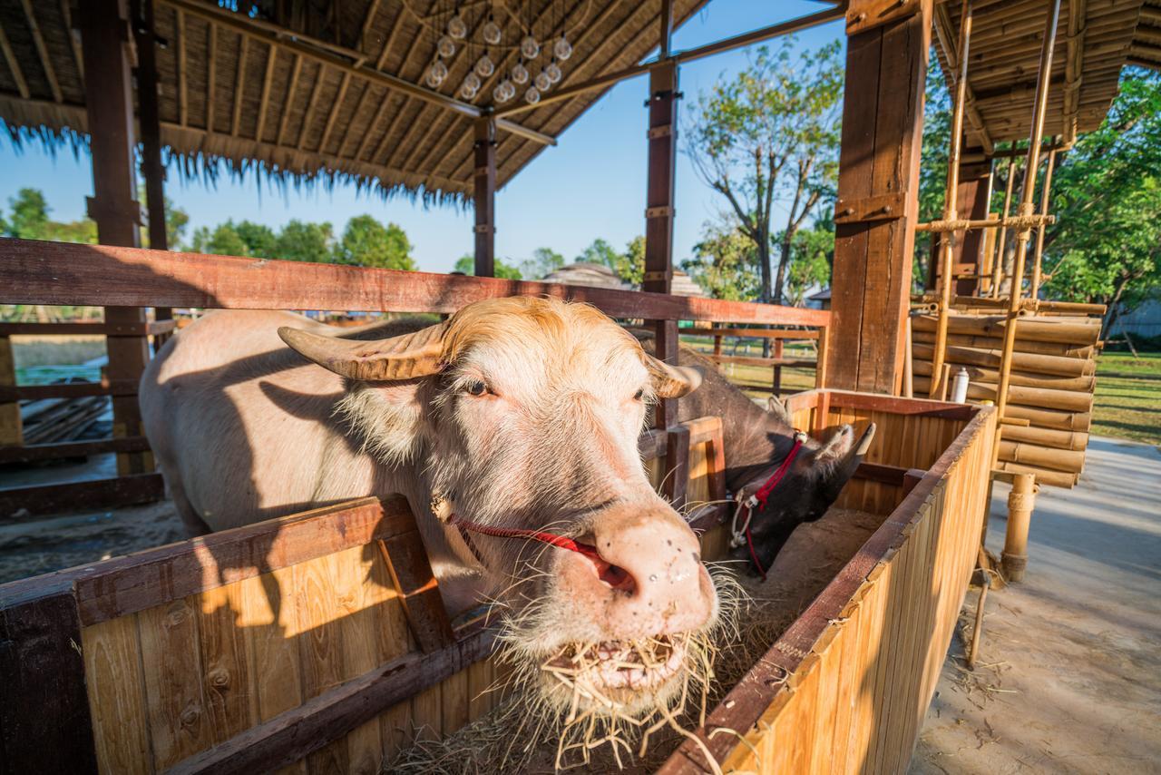 The Buffalo Amphawa Samut Songkhram Eksteriør bilde